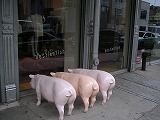 pigs.jpg